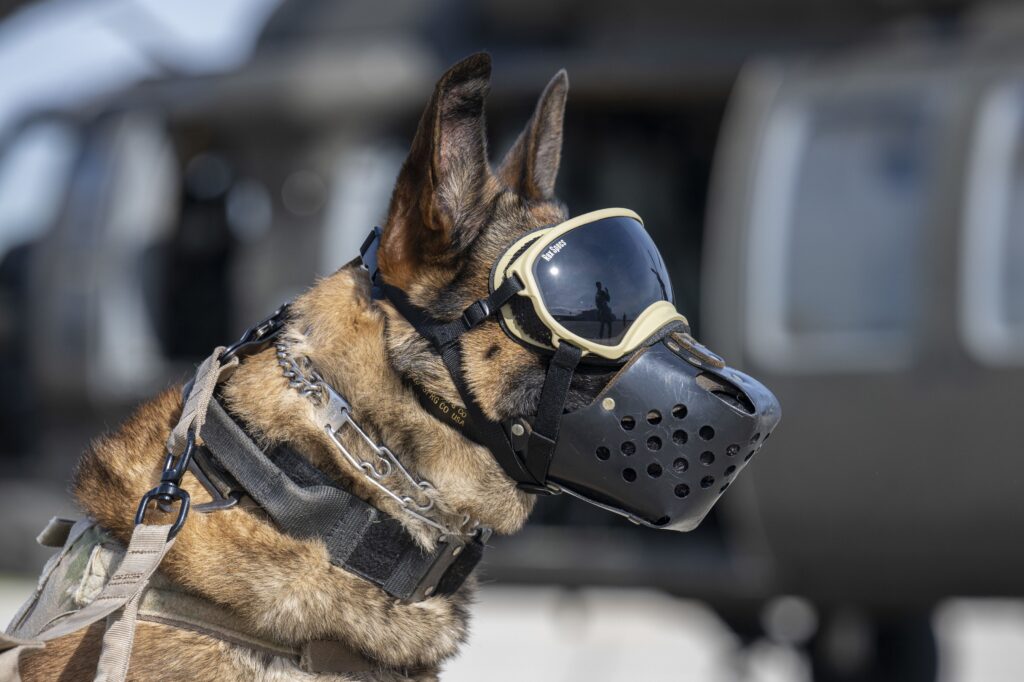 Ballistic Eyewear